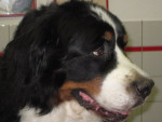 Wodan,berner sennen,heeft na OCD artrose rechts voor. Hij is inmiddels 8 jaar en reageert goed op acupunctuur.